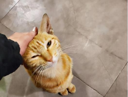 讓貓咪動起來，健康快樂生活（5個方法讓你的愛貓成為運動達人）