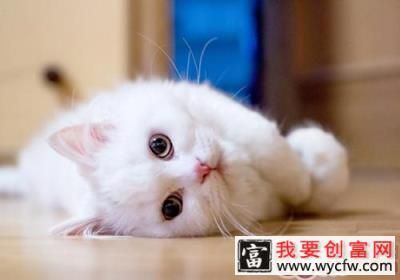 貓咪常見的<a href=https://www.wycfw.com/kaidian/jkbj/ target=_blank class=infotextkey>健康</a>問題有哪些