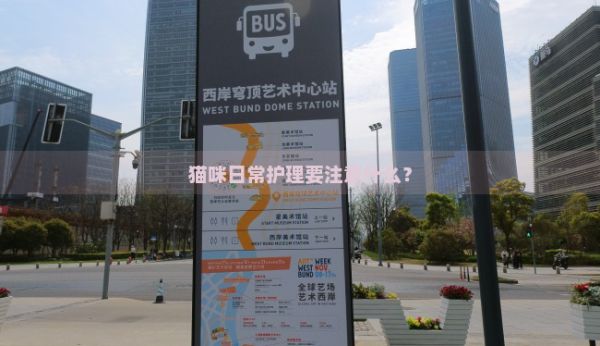 貓咪日常護理要注意什么？