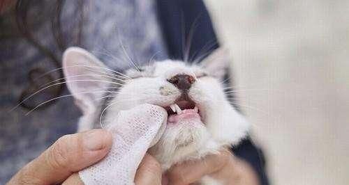 如何为宠物猫清洁口腔？（宠物猫口腔保健指南）
