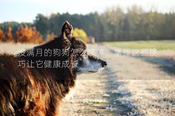 没满月的狗狗怎么喂养，掌握这些技巧让它健康成长