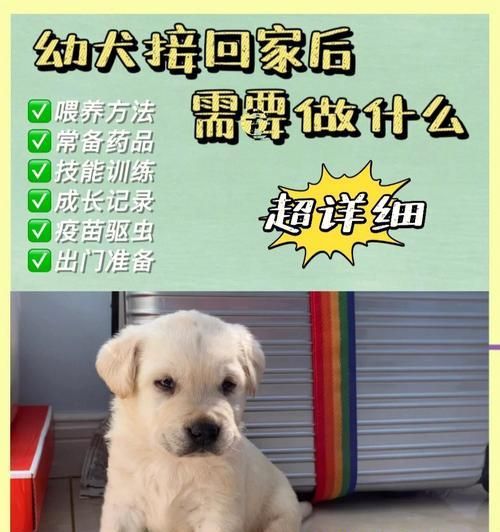 狗狗的日常饮食管理——合理喂养狗粮（掌握合适的喂养量和换粮策略，宠爱你的狗狗）