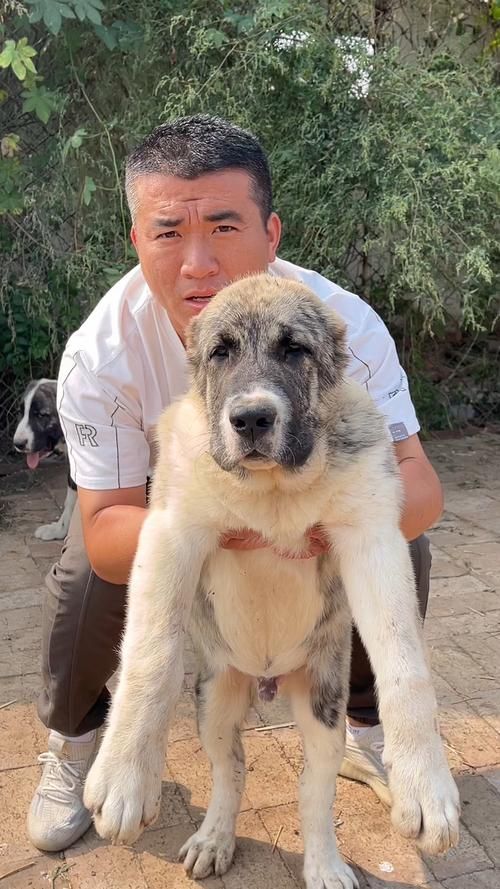 中亚犬如何养