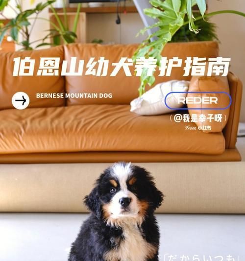 小狗養(yǎng)護(hù)指南（寵物愛好者必看，如何照顧您的新寵物？）