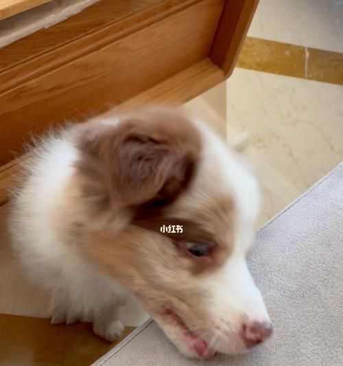 小狗養(yǎng)護(hù)指南（寵物愛好者必看，如何照顧您的新寵物？）