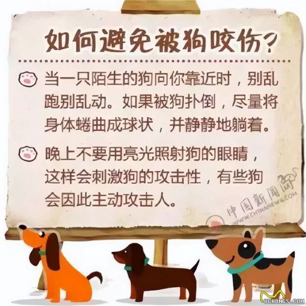 狗狗的健康養(yǎng)育指南:從驅(qū)蟲到飲食，全方位守護你的寵物