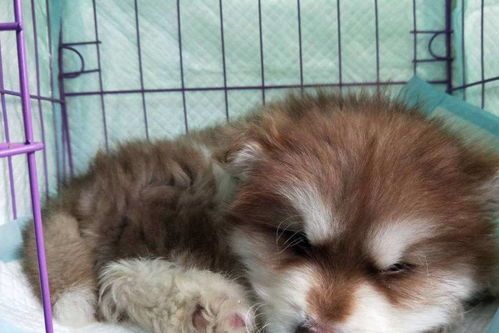 狗狗得過細小后能否恢復健康（細小犬恢復健康的方法，如何幫助狗狗克服細小病毒）