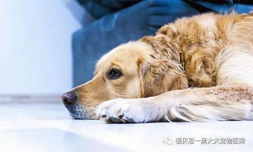 養(yǎng)狗技巧揭秘：前半部分核心關(guān)鍵詞，后半部分如何讓狗狗更健康？