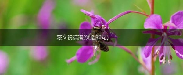 藏文祝福語(優(yōu)選30句),第1張