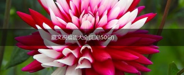 藏文祝福語大全(匯總50句),第1張