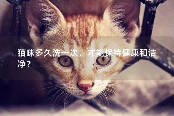 貓咪多久洗一次，才能保持健康和潔凈？