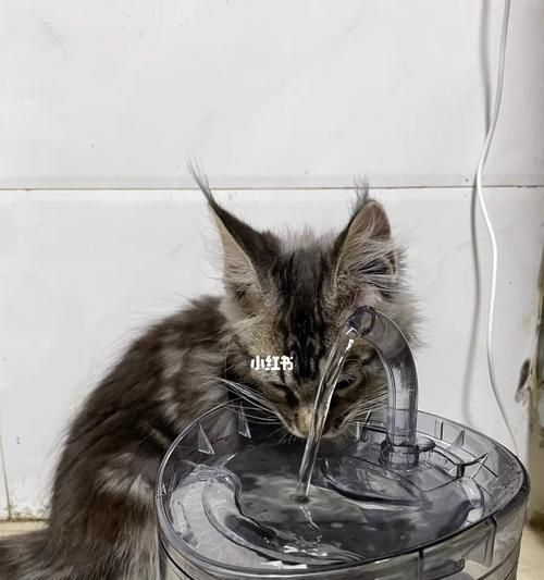 如何引导猫猫喝水（让猫咪保持良好的水分摄入量） 第1张