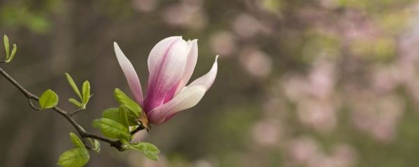春季養(yǎng)肝小常識 春季如何養(yǎng)肝 春季養(yǎng)肝