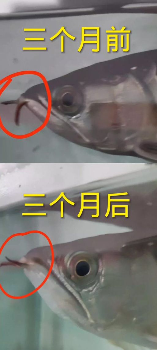 银龙如何喂养