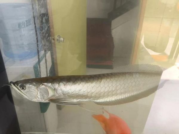 银龙如何投喂活食