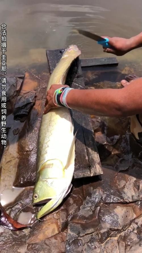 银龙鱼大了 怎么办