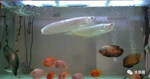养好银龙鱼怎么养好水（教你打造适宜银龙鱼生长的水质）