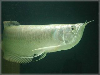 銀龍魚吃什么最好 銀龍魚投喂技巧及注意事項