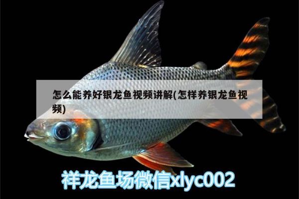 怎么能养好银龙鱼视频讲解(怎样养银龙鱼视频) 银龙鱼百科