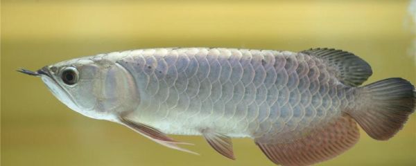 銀龍魚死了有什么預(yù)兆，怎么養(yǎng)不容易死