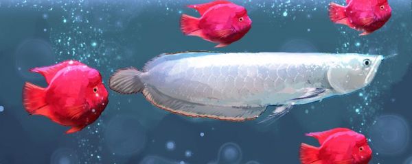 銀龍魚一年可以長多少厘米，怎么養(yǎng)長得快