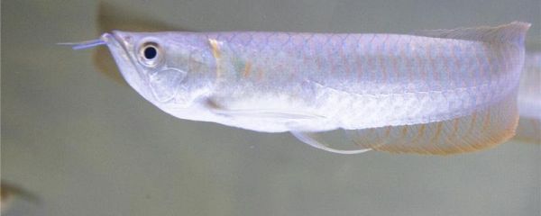 銀龍魚多久喂一次最合理，怎么喂食合理