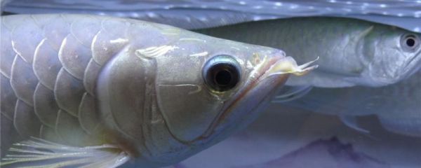 銀龍魚尾巴爛了什么原因，怎么治好