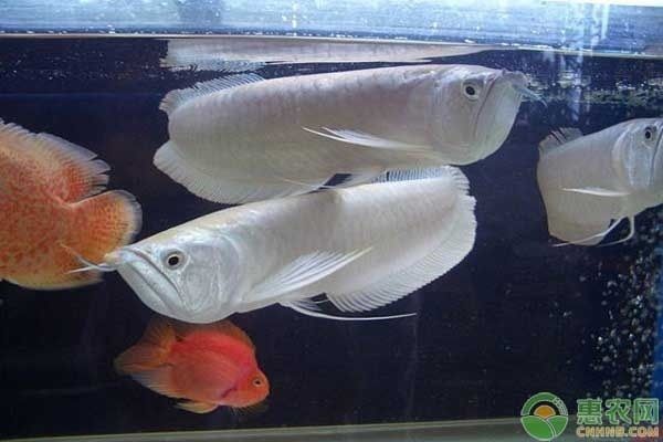 如何鉴别健康银龙鱼，鉴别健康银龙鱼的关键在于观察其体态、眼睛和水质 观赏鱼市场（混养鱼） 第4张