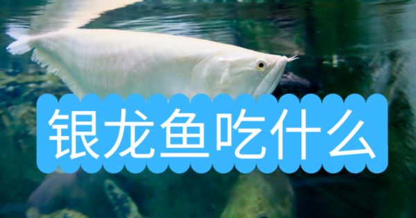 銀龍魚(yú)吃什么？如何喂銀龍魚(yú)？銀龍魚(yú)吃什么長(zhǎng)得快？