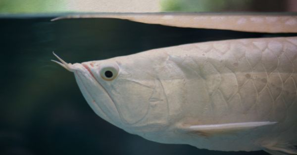 銀龍魚(yú)吃什么？如何喂銀龍魚(yú)？銀龍魚(yú)吃什么長(zhǎng)得快？