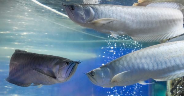 銀龍魚(yú)吃什么？如何喂銀龍魚(yú)？銀龍魚(yú)吃什么長(zhǎng)得快？