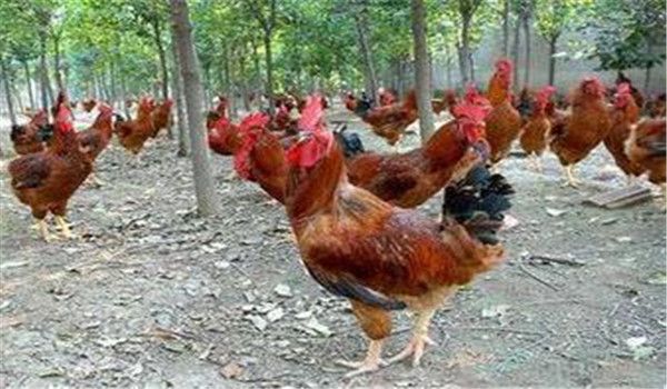 種雞公、母要分開飼養(yǎng)