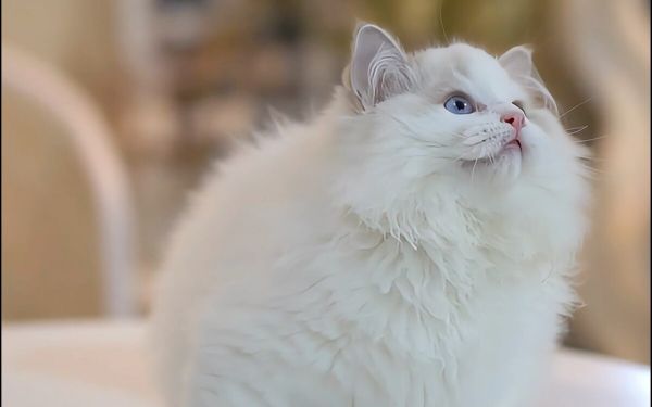 猫低钾血症输液计算方法步骤