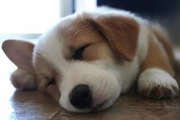 狗狗的年齡怎么算
