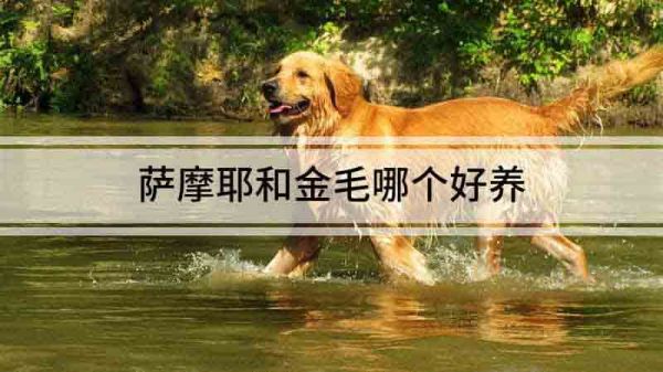 薩摩耶和金毛哪個好養(yǎng)
