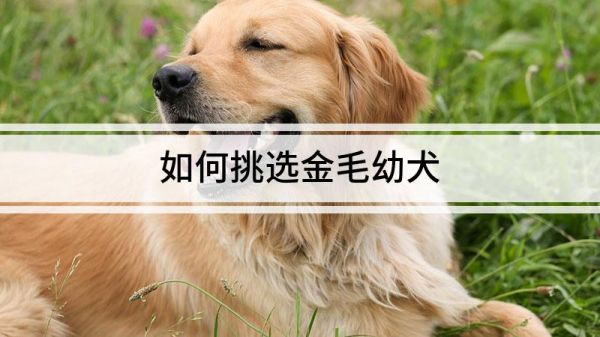 如何挑選金毛幼犬