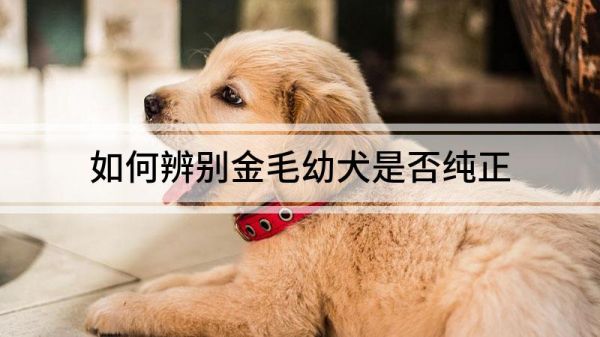 如何辨別金毛幼犬是否純正