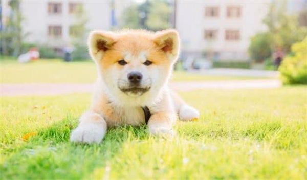 狗狗尿液意味著什么？怎么經(jīng)過狗狗尿液分辨狗狗是不是健康？