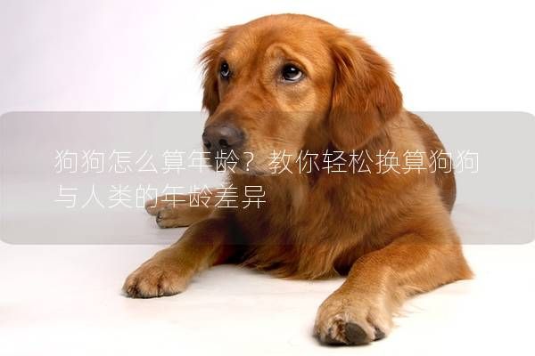 狗狗怎么算年齡？教你輕松換算狗狗與人類的年齡差異