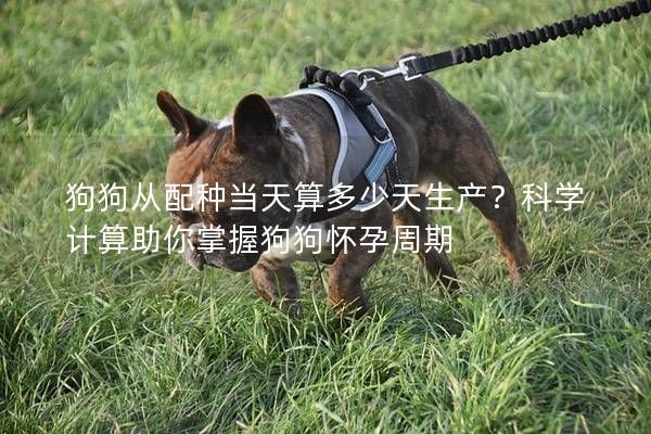 狗狗從配種當天算多少天生產(chǎn)？科學計算助你掌握狗<a href=
