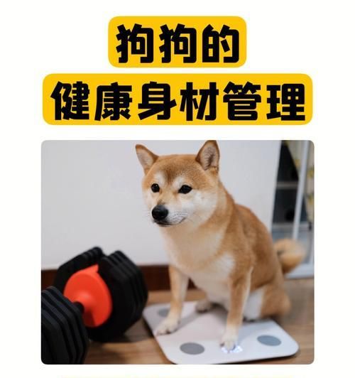 狗狗的正常排尿頻率（一天幾次是健康的標(biāo)準(zhǔn)？如何觀察狗狗的排尿情況？）