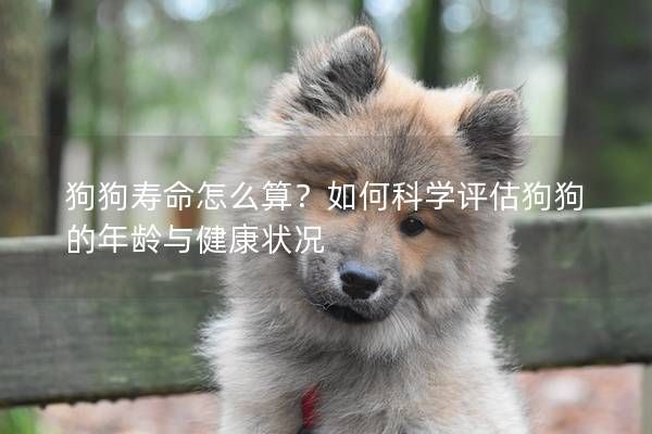 狗狗壽命怎么算？如何科學(xué)評估狗狗的年齡與健康狀況