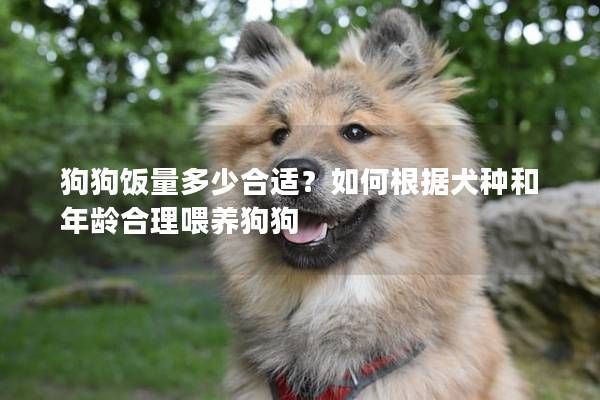 狗狗飯量多少合適？如何根據(jù)犬種和年齡合理喂養(yǎng)狗狗