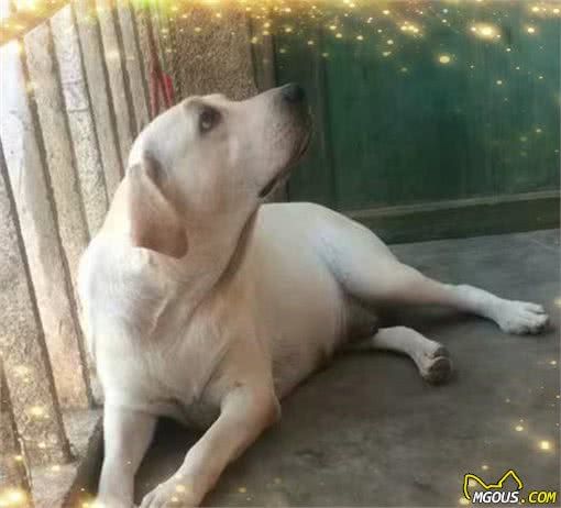 宠物狗狗健康的标志，你看懂了吗？如何饲养宠物狗狗？五点建议