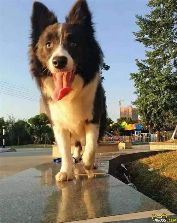 宠物狗狗健康的标志，你看懂了吗？如何饲养宠物狗狗？五点建议