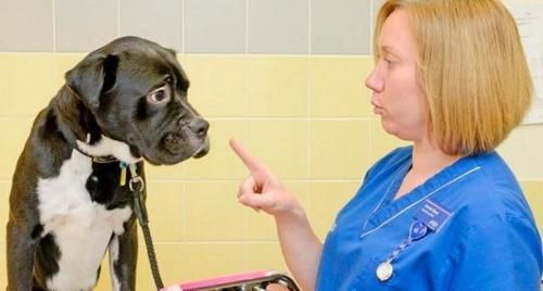 室外養(yǎng)狗的注意事項(xiàng)（如何讓狗狗在戶外健康成長）