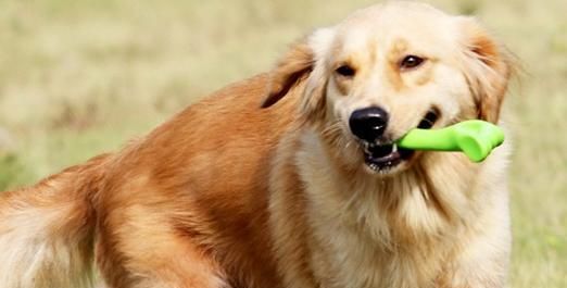 室外養(yǎng)狗的注意事項(xiàng)（如何讓狗狗在戶外健康成長）