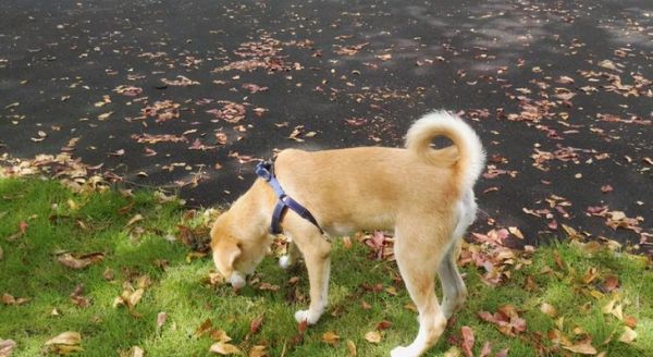 室外養(yǎng)狗的注意事項(xiàng)（如何讓狗狗在戶外健康成長）