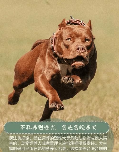 狗狗的日常护理与健康知识（掌握这些知识，让你的宠物狗更健康、更快乐！）