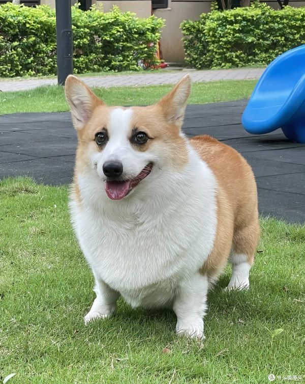 如何养好一只小狗?专家给你建议